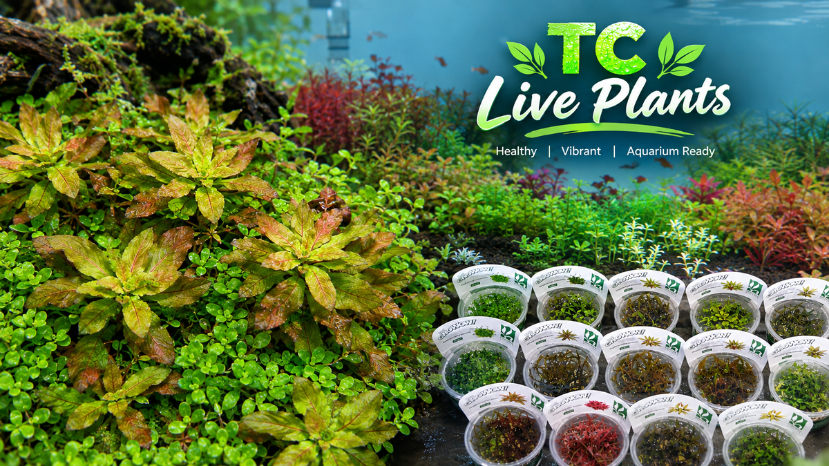 TC Live Plants