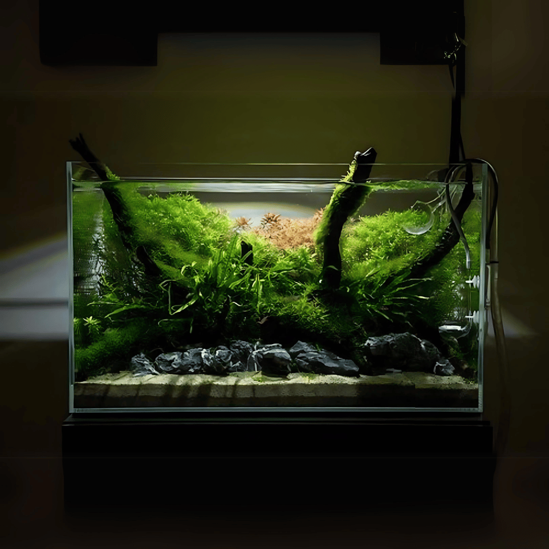 Customized Ultra Clear Open Tank (L*W*H = 80*40*40 Cms) | 8mm