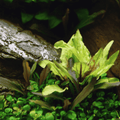 Sreepadma D77 Cryptcoryne Wendetii Gecko | TC Live Plant