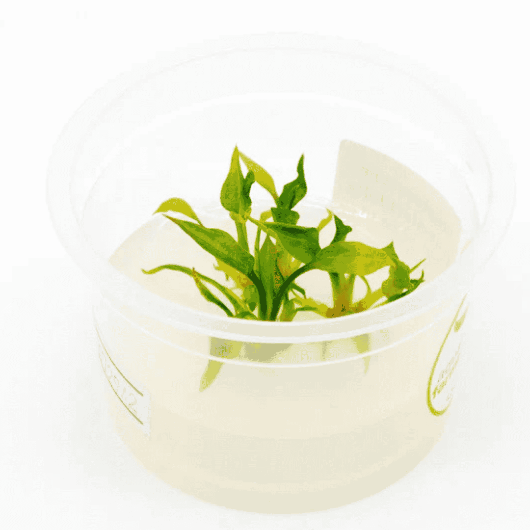 Sreepadma D10 Cryptocoryne pontederiifolia | TC Live Plant