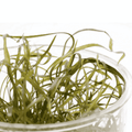 Sreepadma D85 Cryptocoryne Crispatula Var Tonkinensis | TC Live Plant