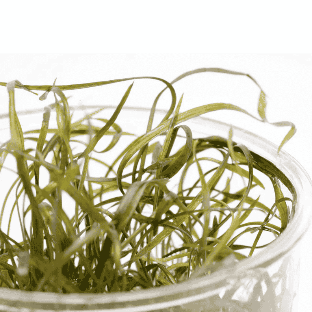 Sreepadma D85 Cryptocoryne Crispatula Var Tonkinensis | TC Live Plant