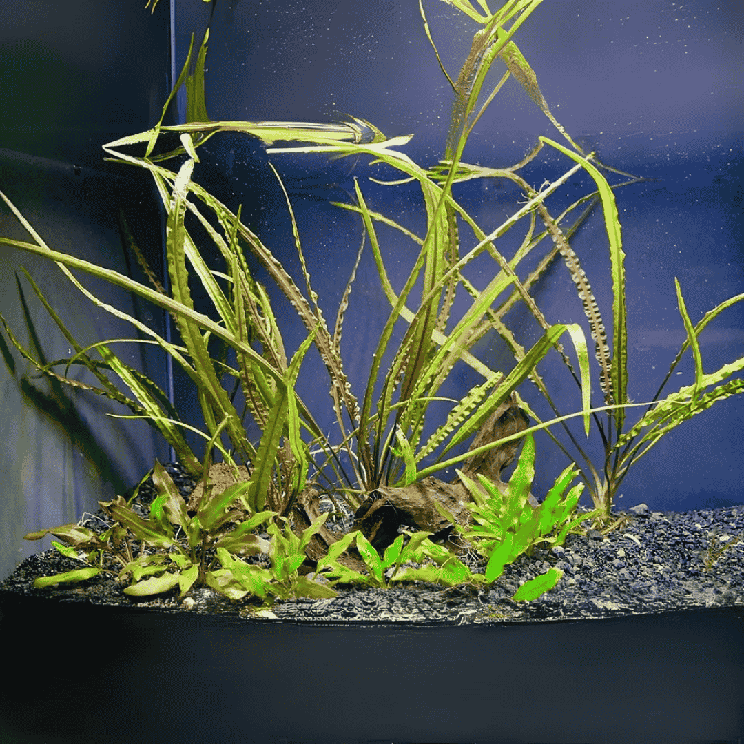 Sreepadma D85 Cryptocoryne Crispatula Var Tonkinensis | TC Live Plant