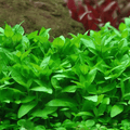 Sreepadma A30 Staurogyne Repens | TC Live Plant