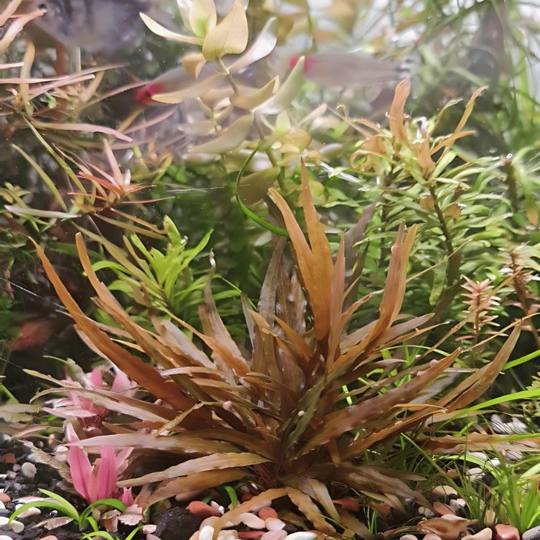 Sreepadma D71 Cryptocoryne Axelrodi | TC Live Plant