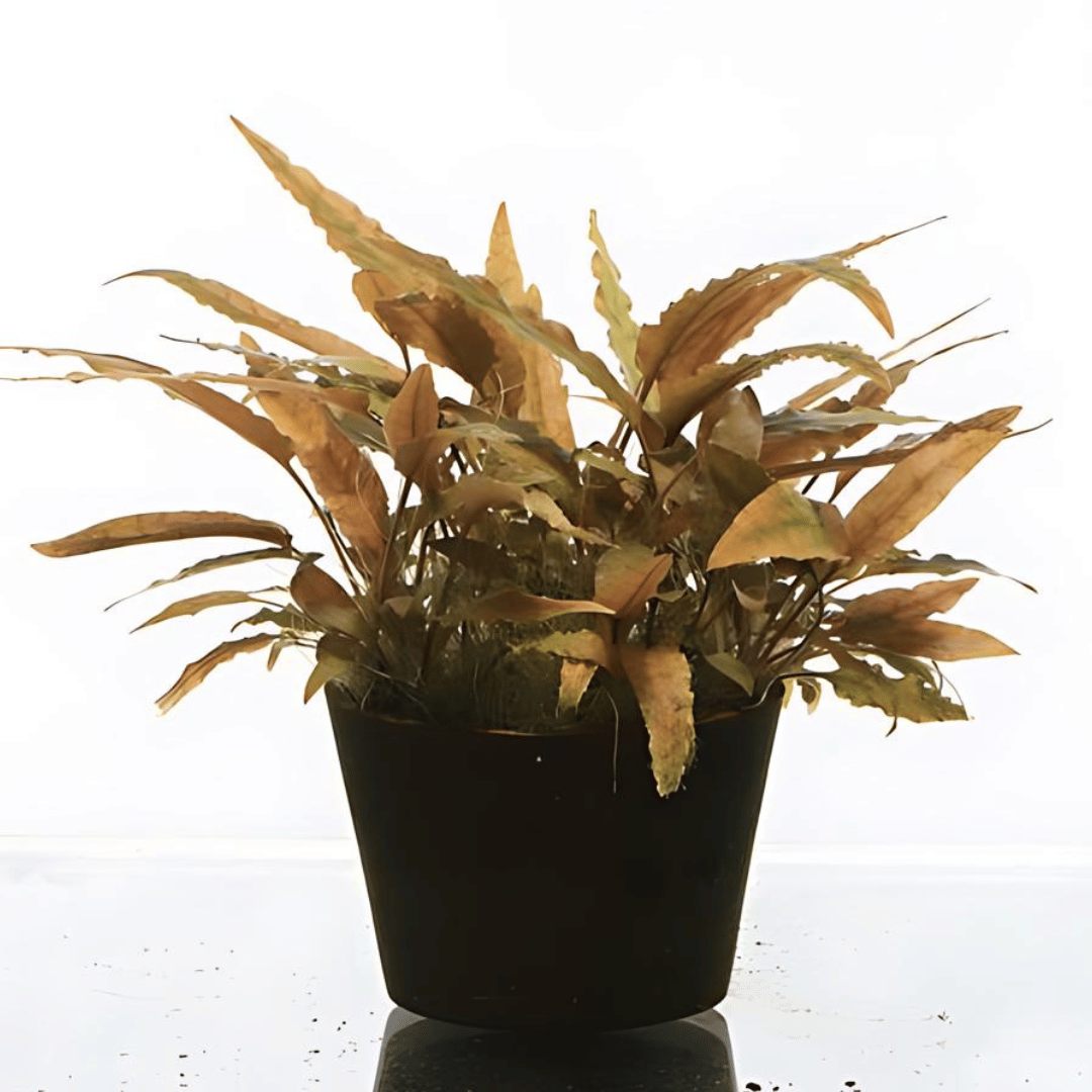 Sreepadma D71 Cryptocoryne Axelrodi | TC Live Plant