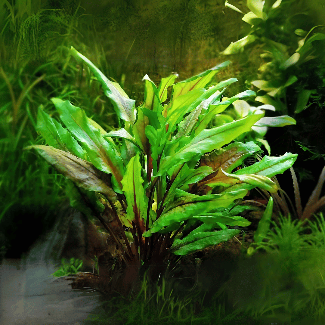 Sreepadma D69 Cryptcoryne Wendetii Green | TC Live Plant