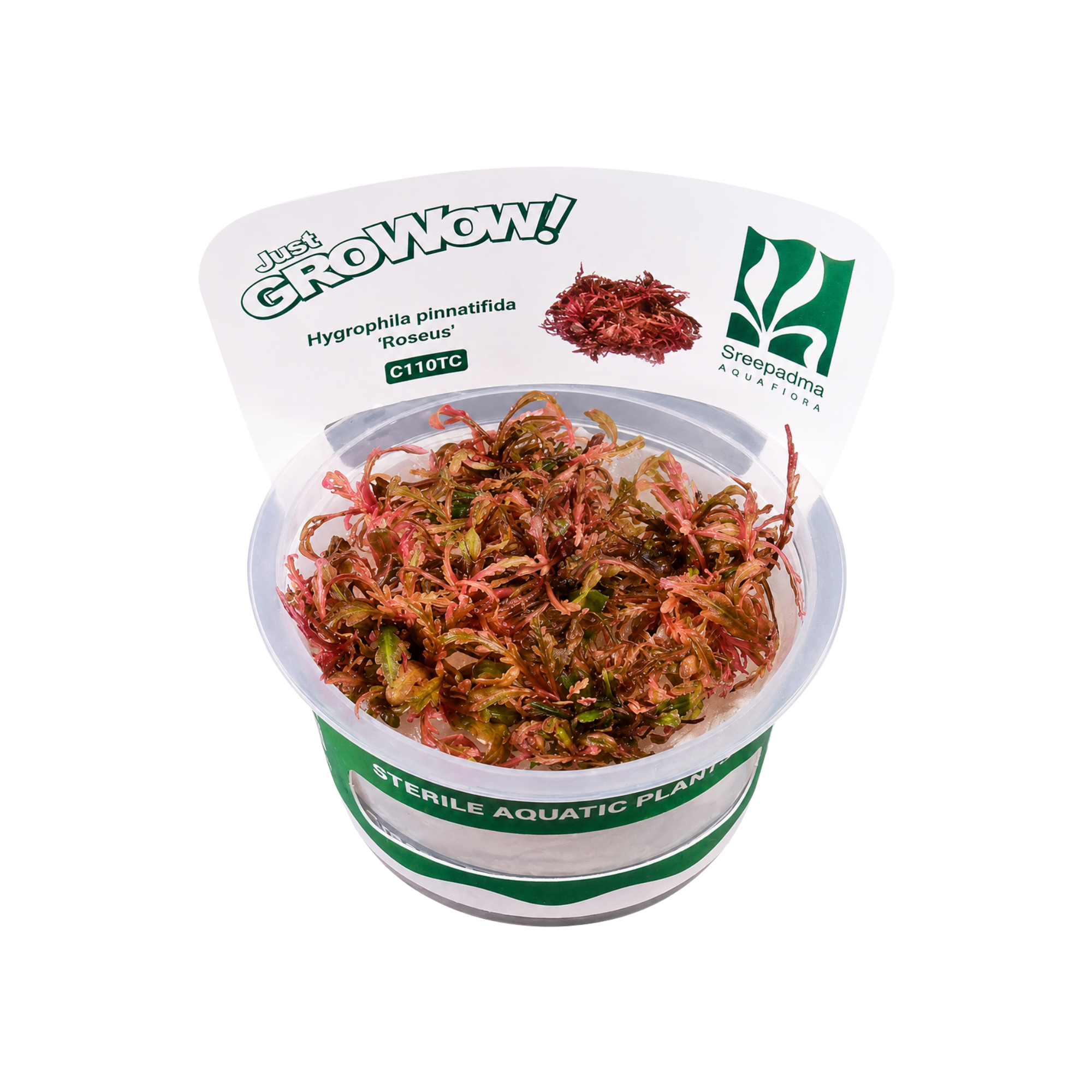 Sreepadma C110 Hygrophila Pinnatifida Roseus | Tc Live Plants