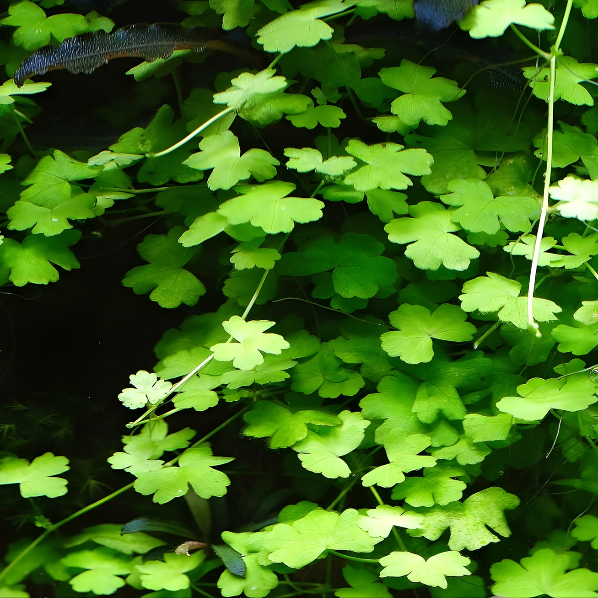 Sreepadma JR5 Hydrocotyle Tripartita | TC Live Plant