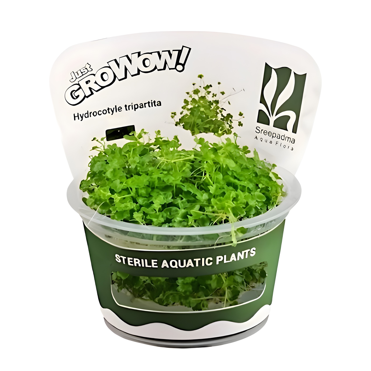 Sreepadma JR5 Hydrocotyle Tripartita | TC Live Plant