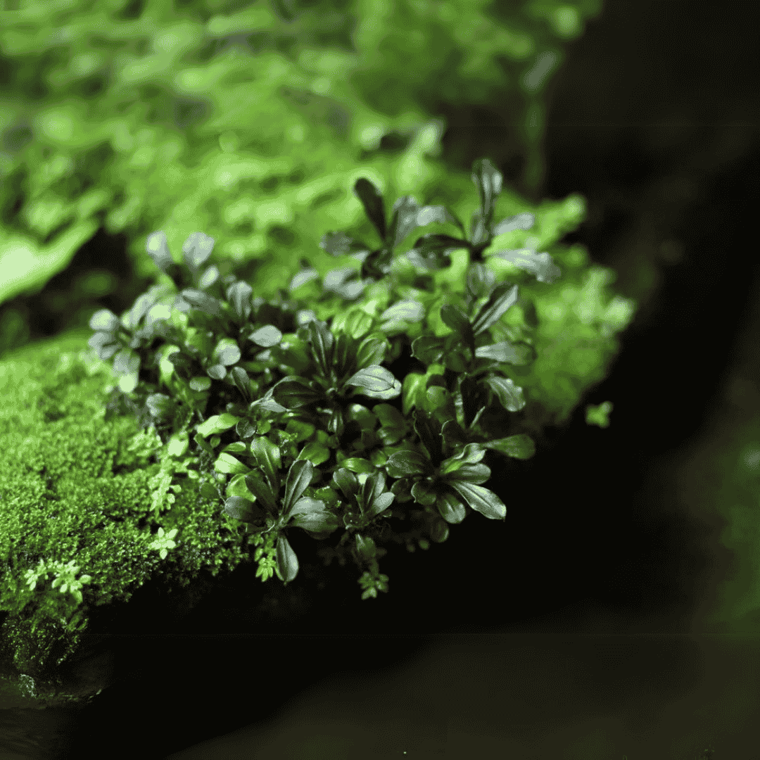 Sreepadma A49 Bucephalandra 'Pygmy' | TC Live Plant