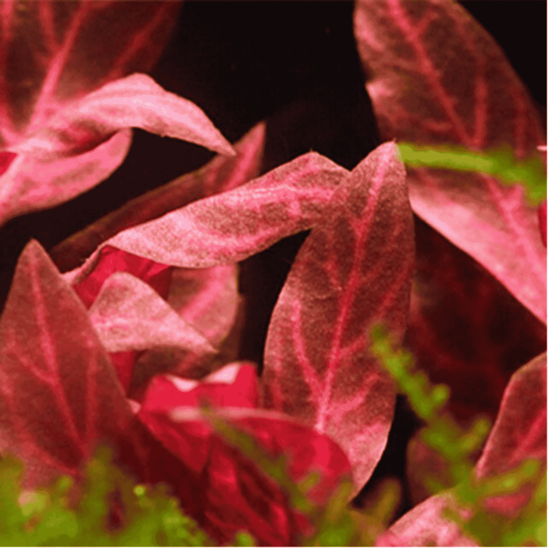 Sreepadma C87 Alternanthera reineckii 'Rosanervig' | TC Live Plant