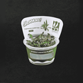 Sreepadma D76 Cryptcoryne Wendetii Long | TC Live Plant