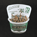 Sreepadma D80 Cryptocoryne beckettii| TC Live Plant