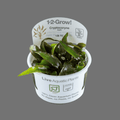Sreepadma D81 Cryptocoryne Nurii | TC Live Plant