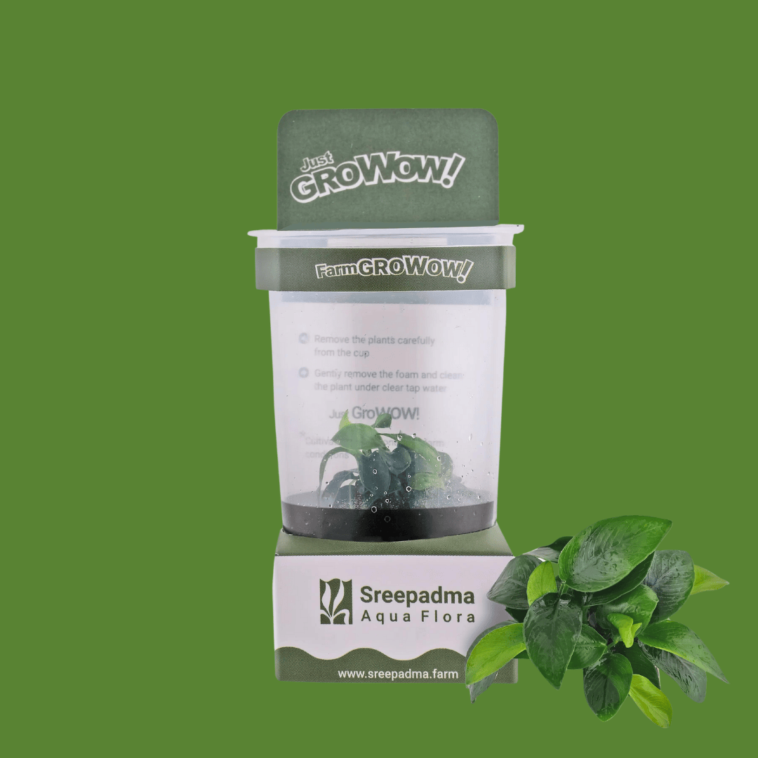 Sreepadma B5C Anubias Nana / Dwarf Anubias | Cup Live Plant