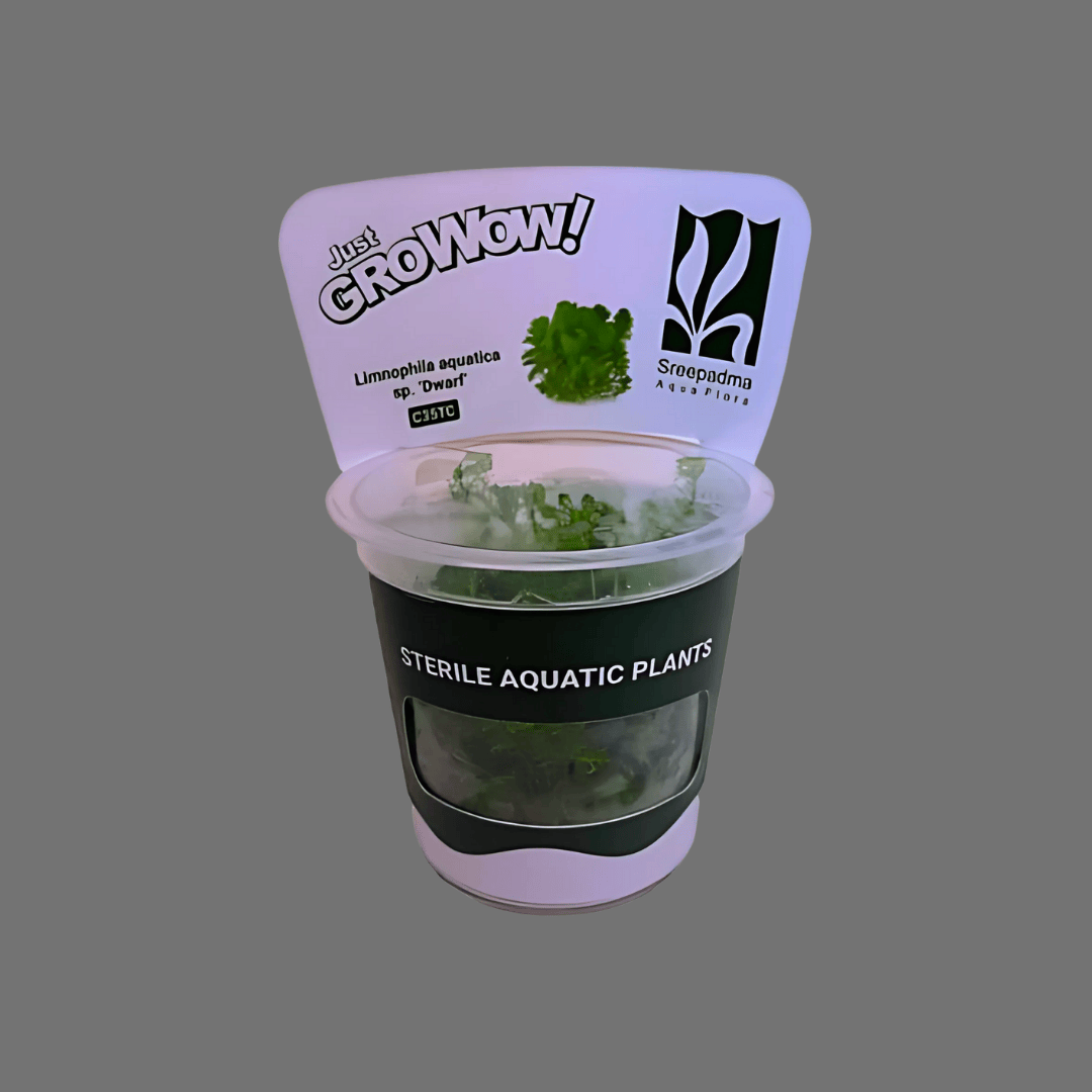 Sreepadma C35 Limnophila Aromatica Sp Dwarf | TC Live Plant
