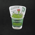 Sreepadma C78 Pogestomon stellatus 'Dassen | Tc Live Plant