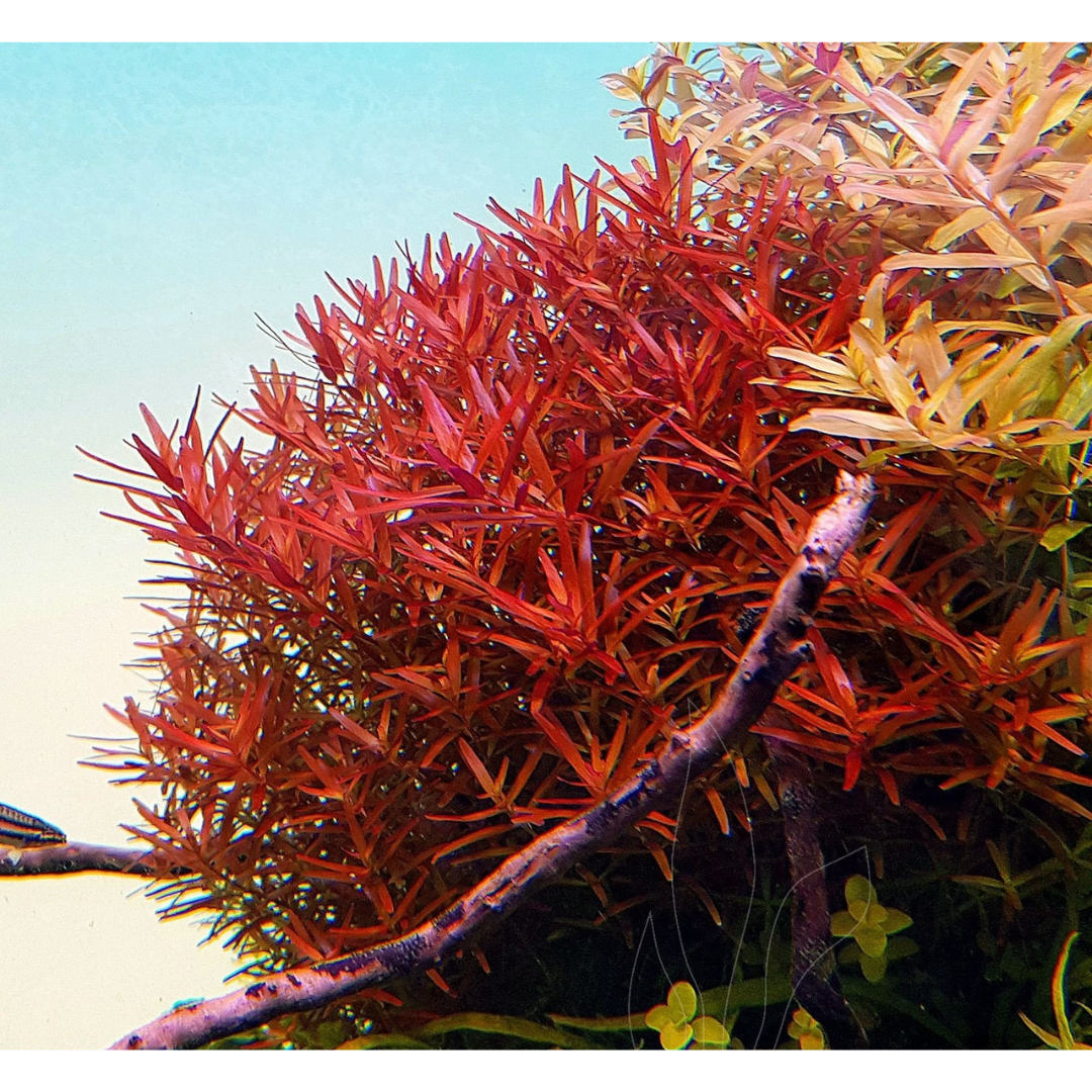 Sreepadma JR10 Rotala Rotundifolia Hra | TC Live Plant