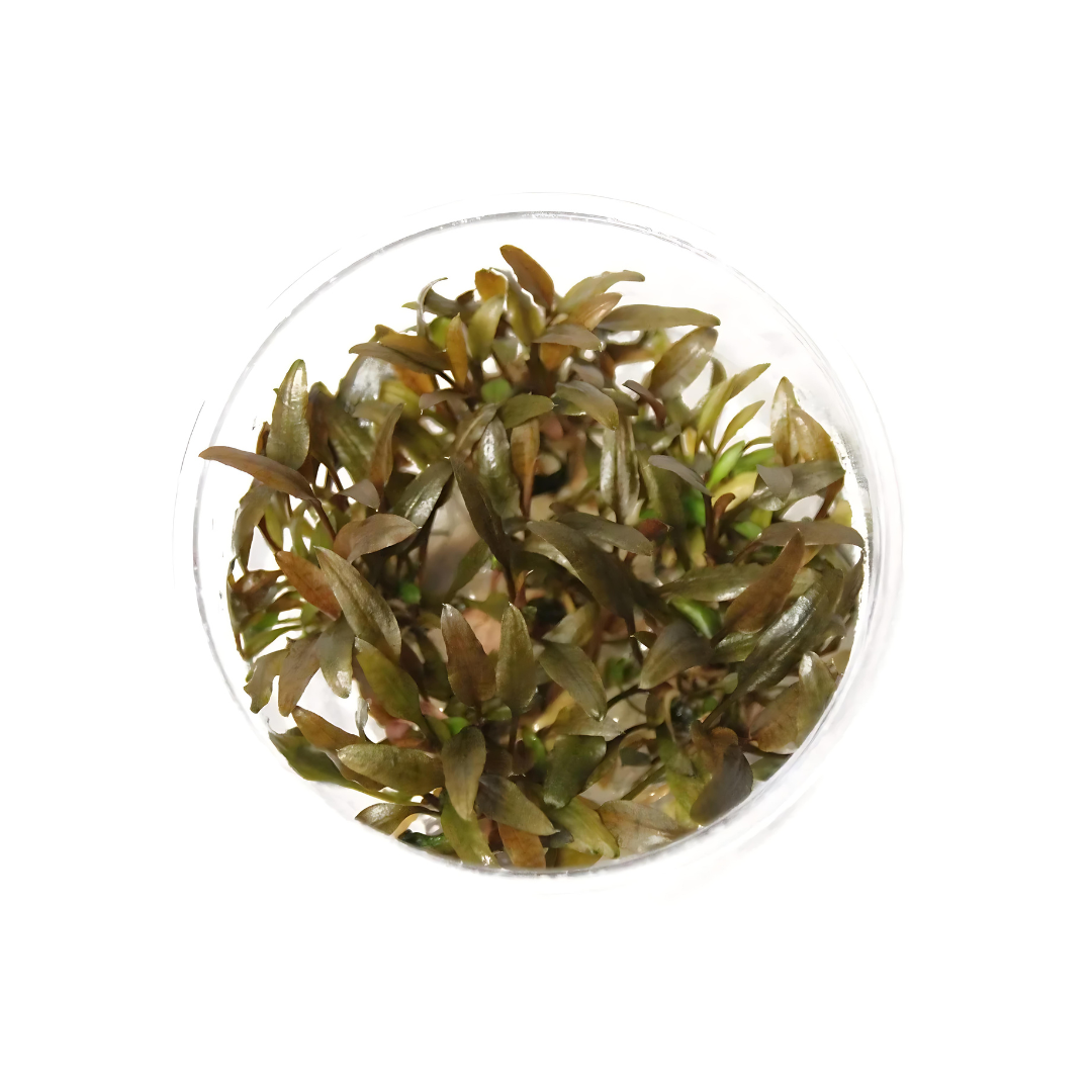 Sreepadma D58 Cryptocoryne Wendetii Tropica | TC Live Plant
