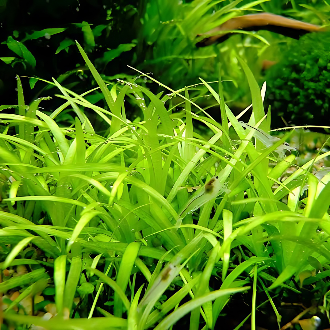 Sreepadma A5 Echinodorus Tenellus Var Broad Leaf | TC Live Plant