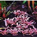 Sreepadma D70 Cryptocoryne Wendtii Pink Panther | TC Live Plant
