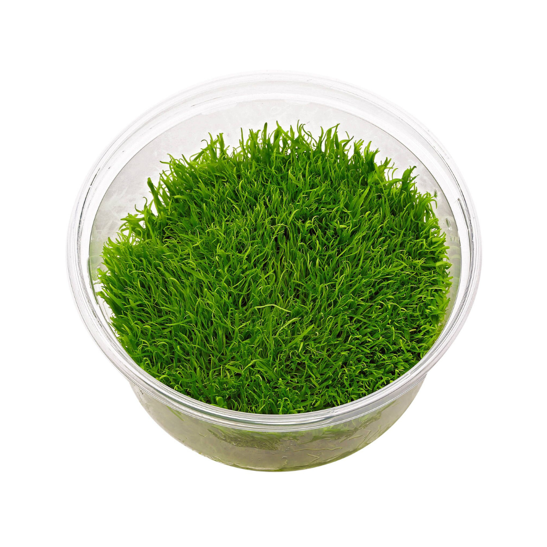 Sreepadma A32 Utricularia Graminifolia | TC Live Plant