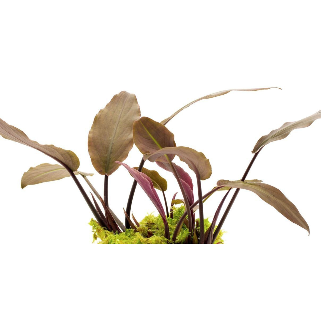 Sreepadma D78 Lagenandra Keralensis | TC Live Plant