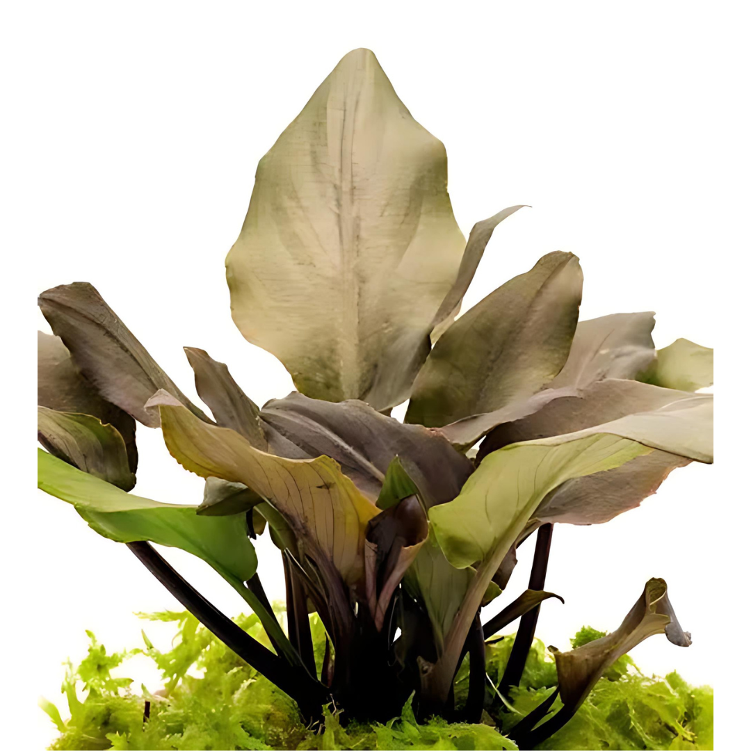 Sreepadma D78 Lagenandra Keralensis | TC Live Plant