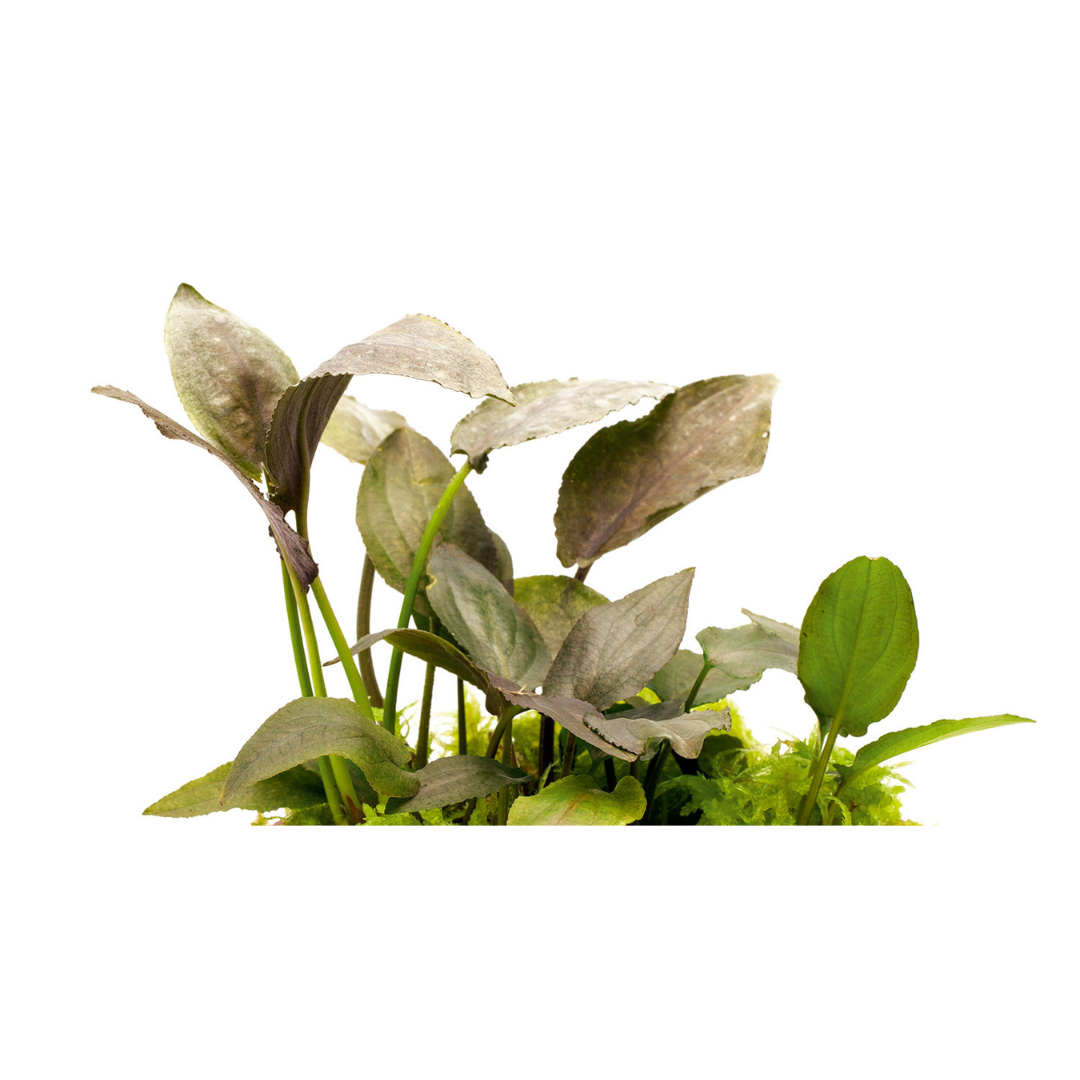 Sreepadma D78 Lagenandra Keralensis | TC Live Plant