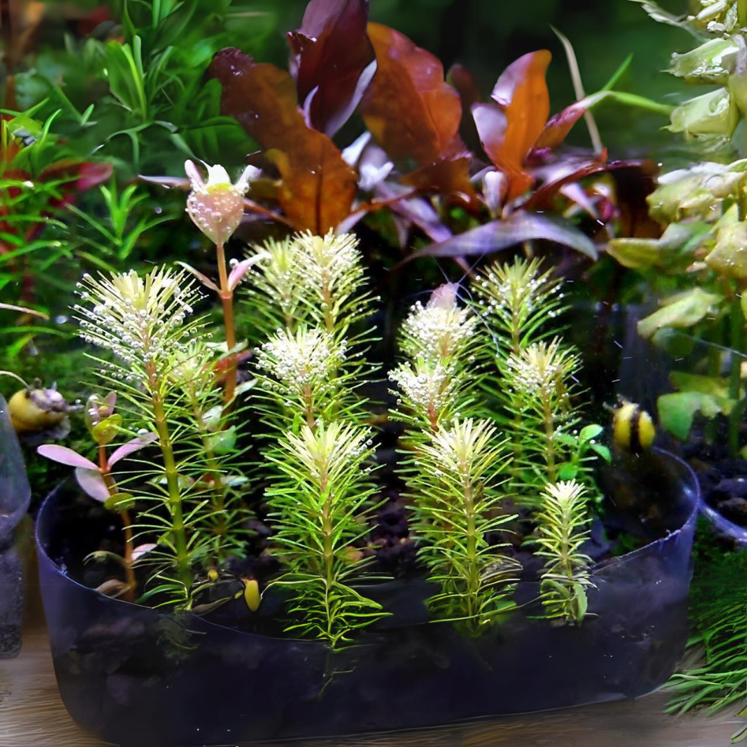 Sreepadma C119 Rotala Sp Bangladesh | TC Live Plant