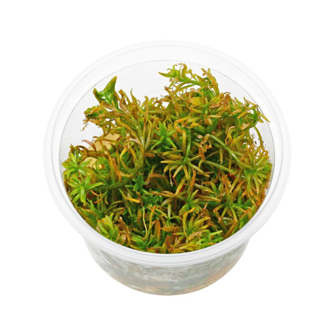 Sreepadma C127 Rotala Mexicana Goais | TC Live Plant