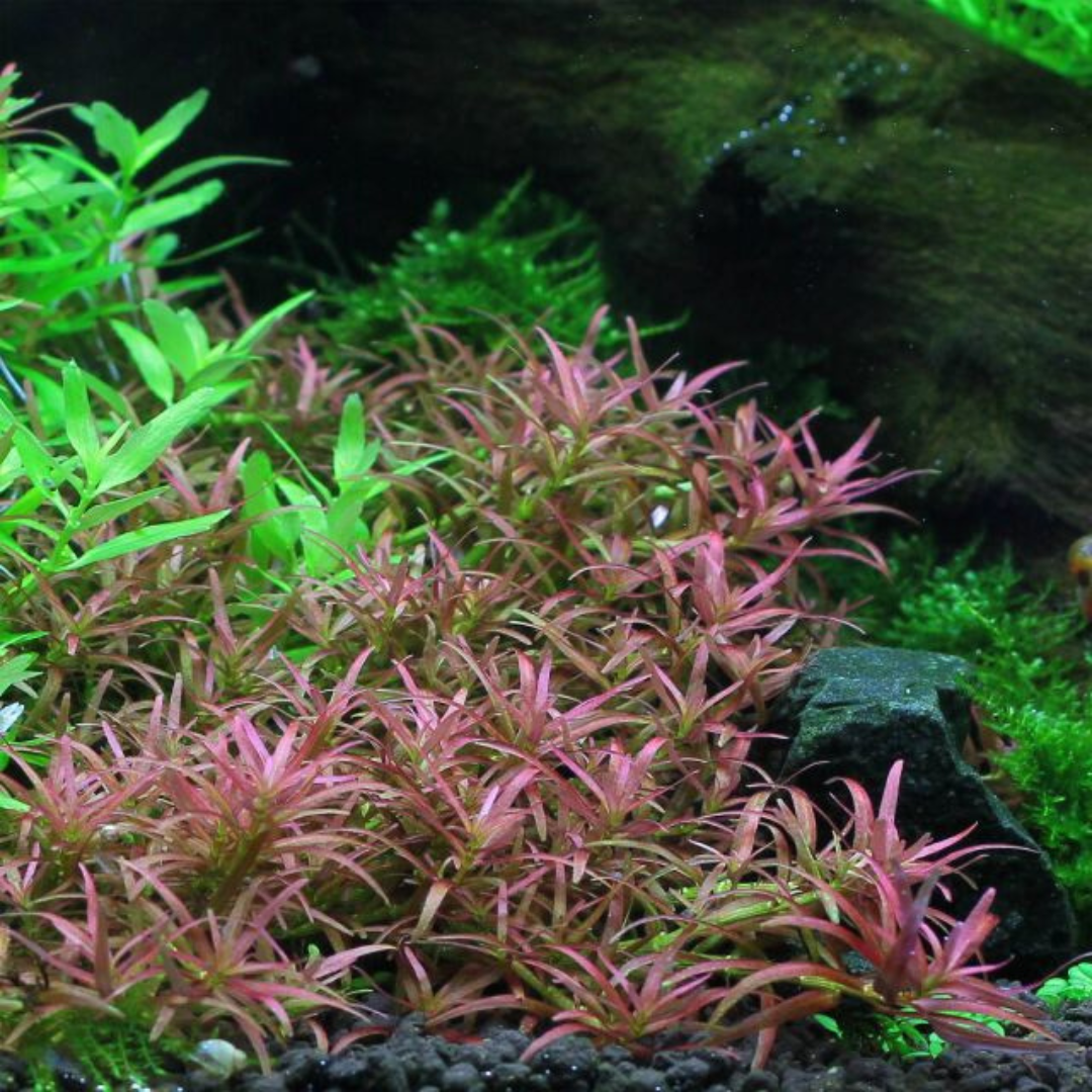 Sreepadma C127 Rotala Mexicana Goais | TC Live Plant