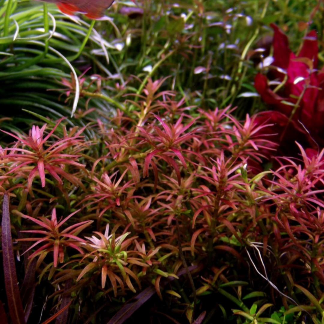 Sreepadma C127 Rotala Mexicana Goais | TC Live Plant