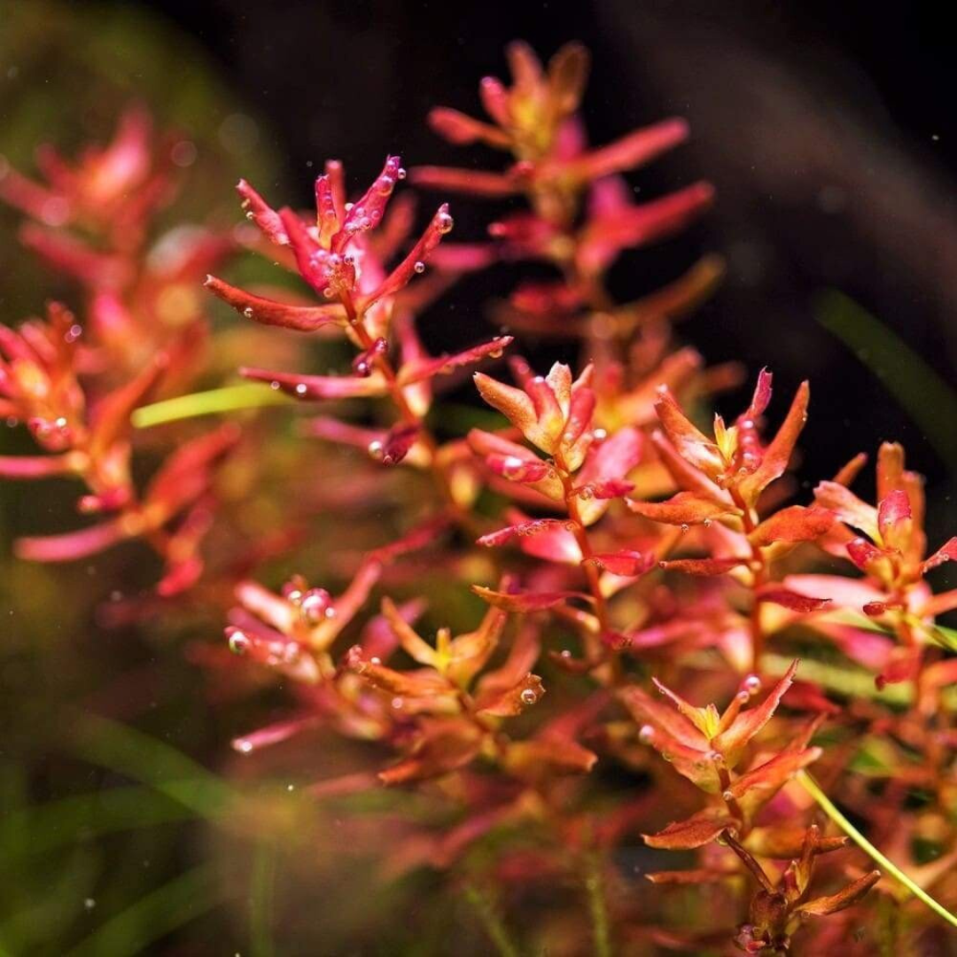 Sreepadma C58 Rotala Macrandra 'mini butterfly' | TC Live Plant