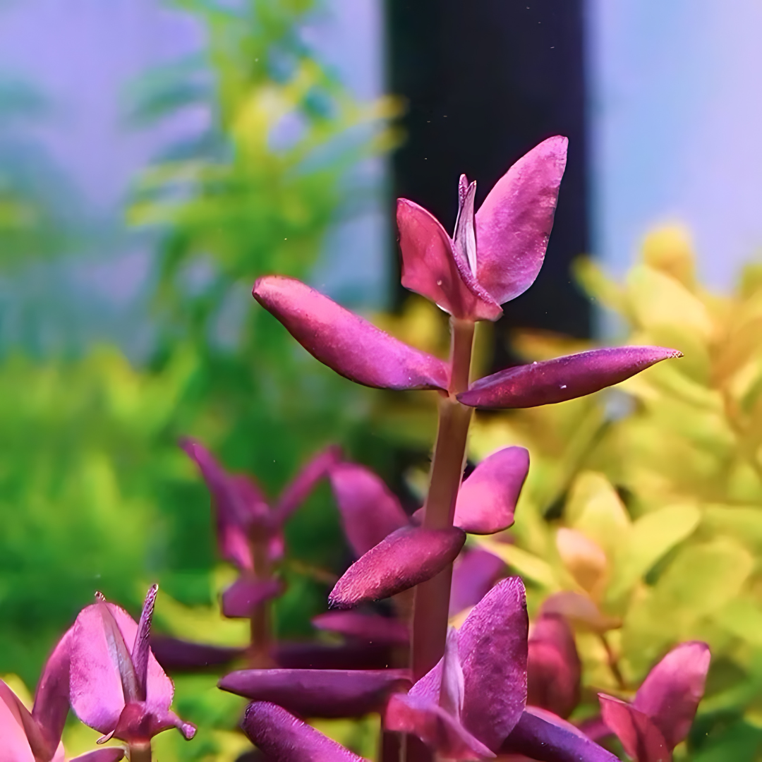 Sreepadma C117 Bacopa Salzmanii Purple var SG | TC Live Plant