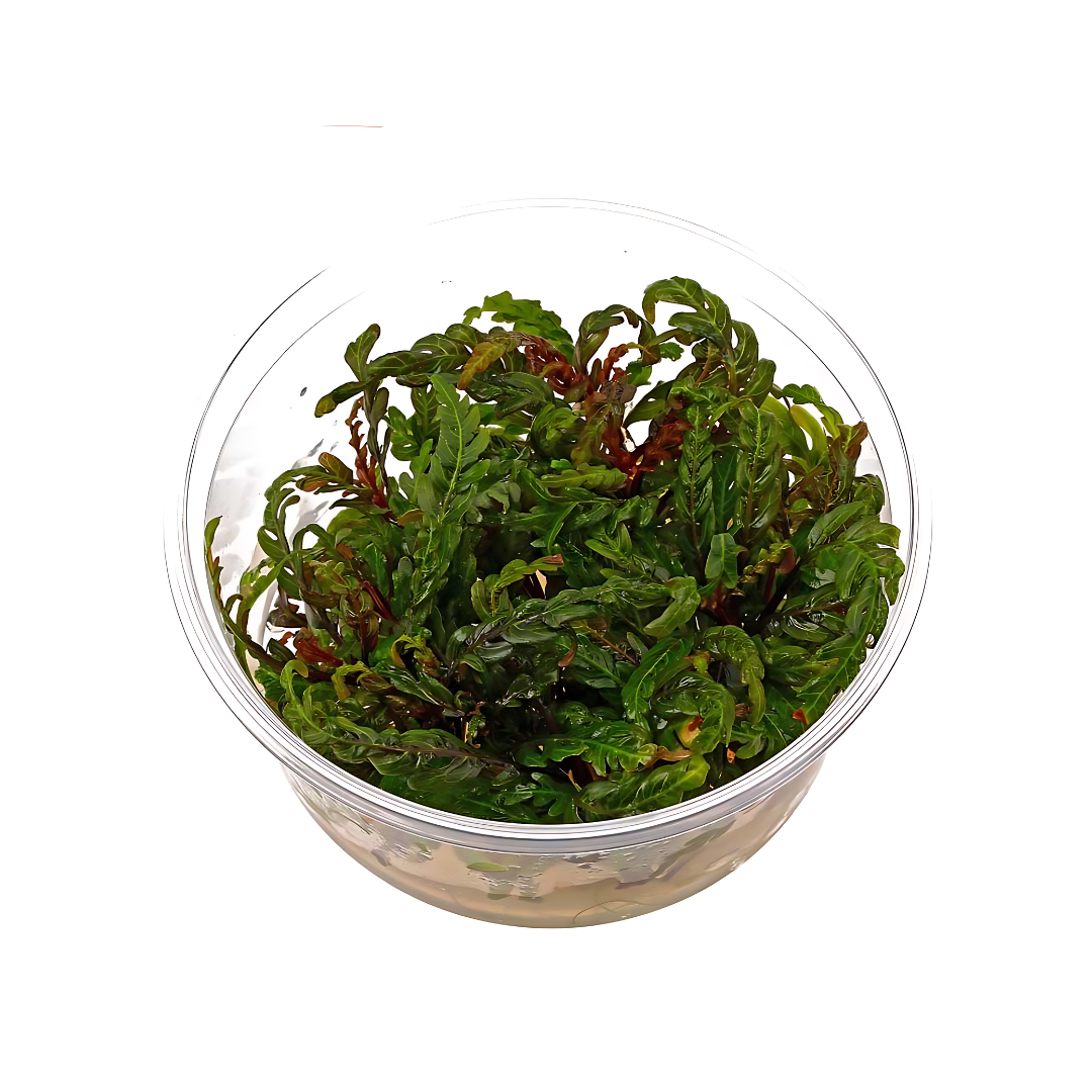 Sreepadma C31  Hygrophilla Pinnatifida UK | TC Live Plant