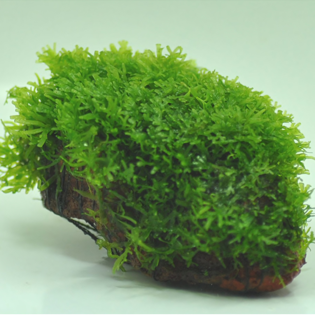 Sreepadma A55 Riccardia Chamedryfolia | TC Live Plant