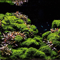 Sreepadma A55 Riccardia Chamedryfolia | TC Live Plant