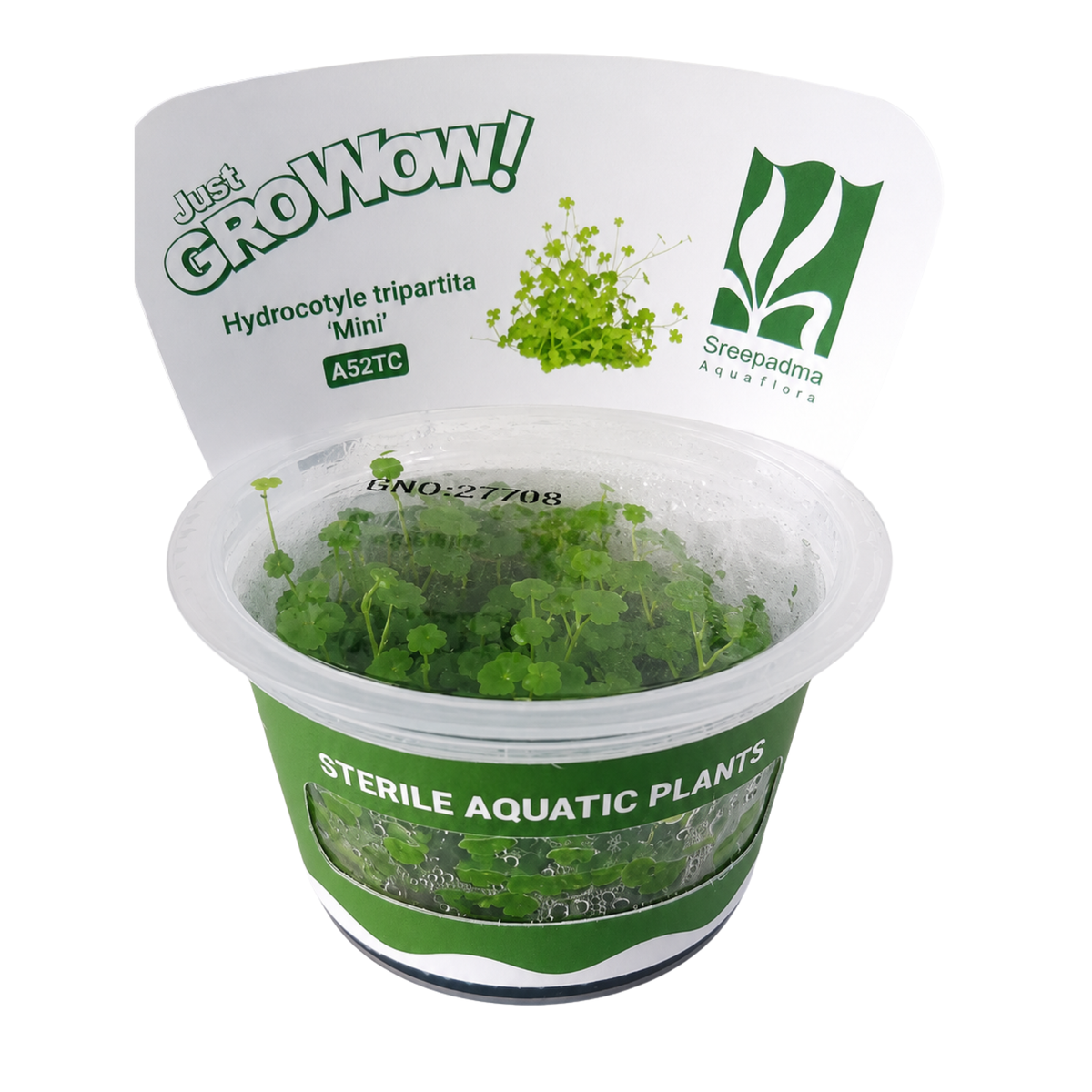 Sreepadma A52 Hydrocotyle Tripatita Mini | TC Live Plant