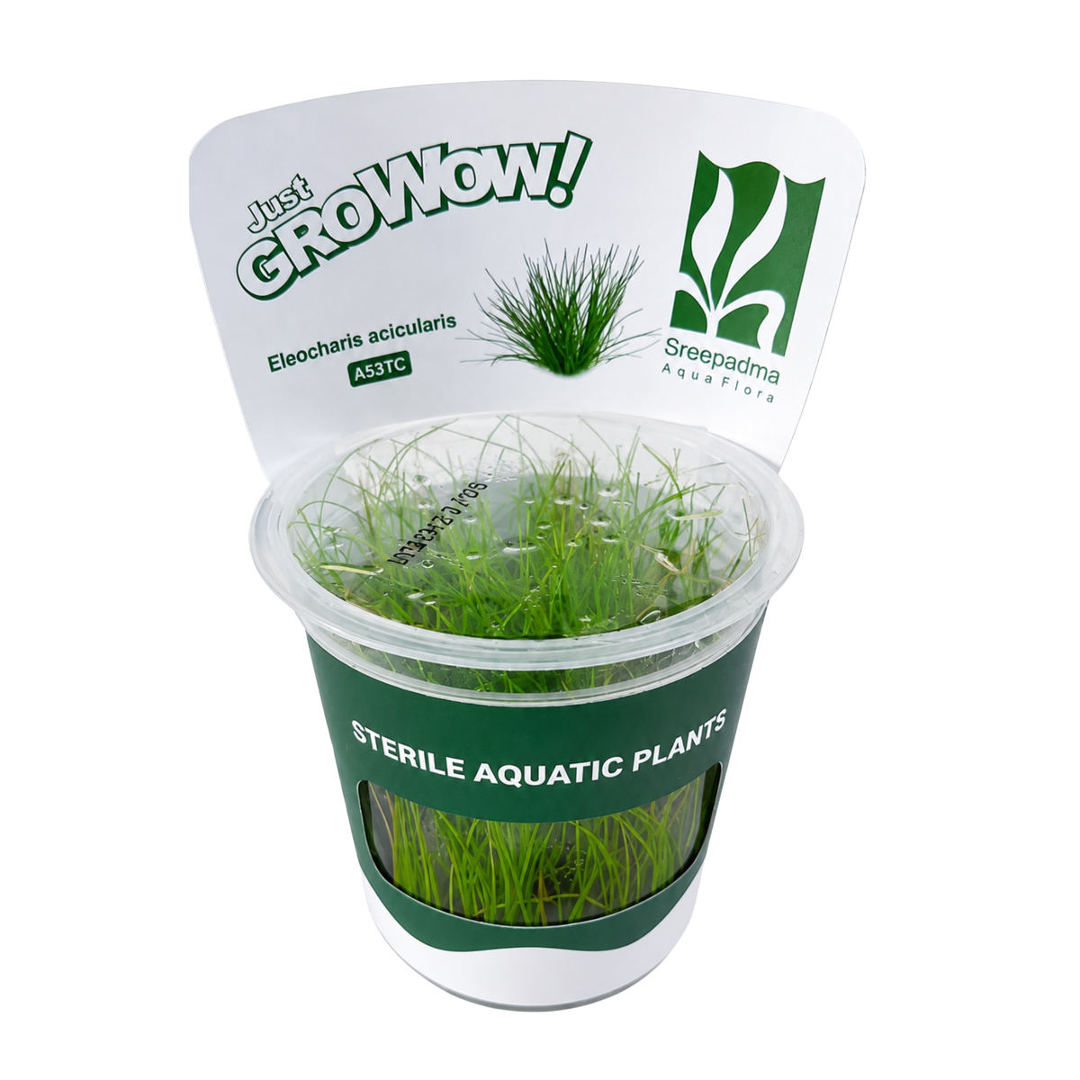 Sreepadma A53 Eleocharis acicularis | TC Live Plant