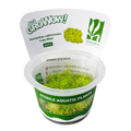 Sreepadma A54 Hemianthus Callitrichoides Cuba White | TC Live Plant