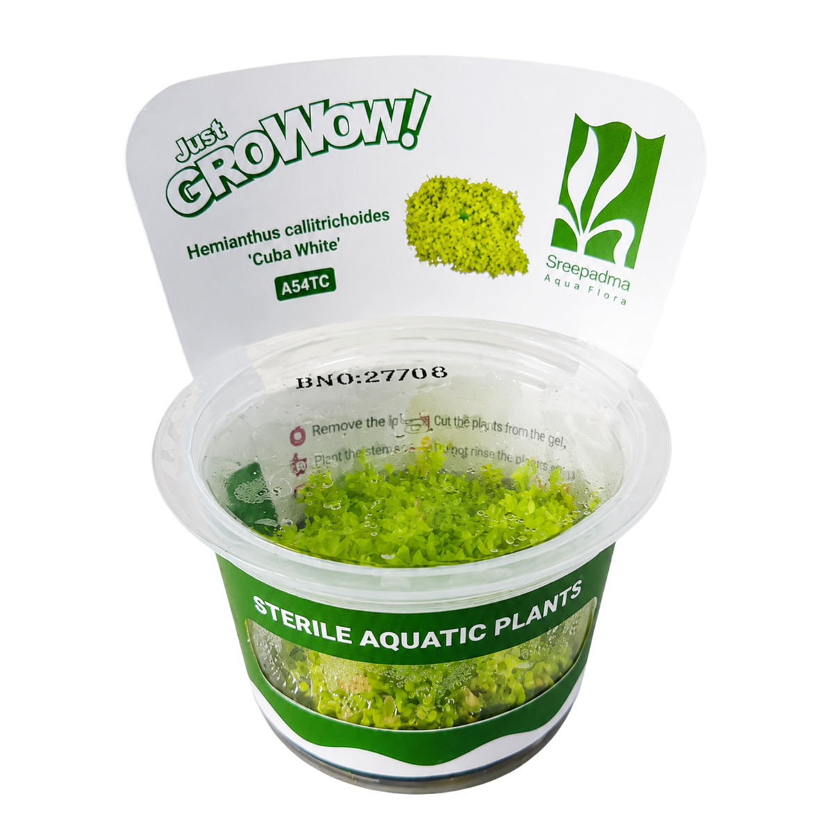 Sreepadma A54 Hemianthus Callitrichoides Cuba White | TC Live Plant
