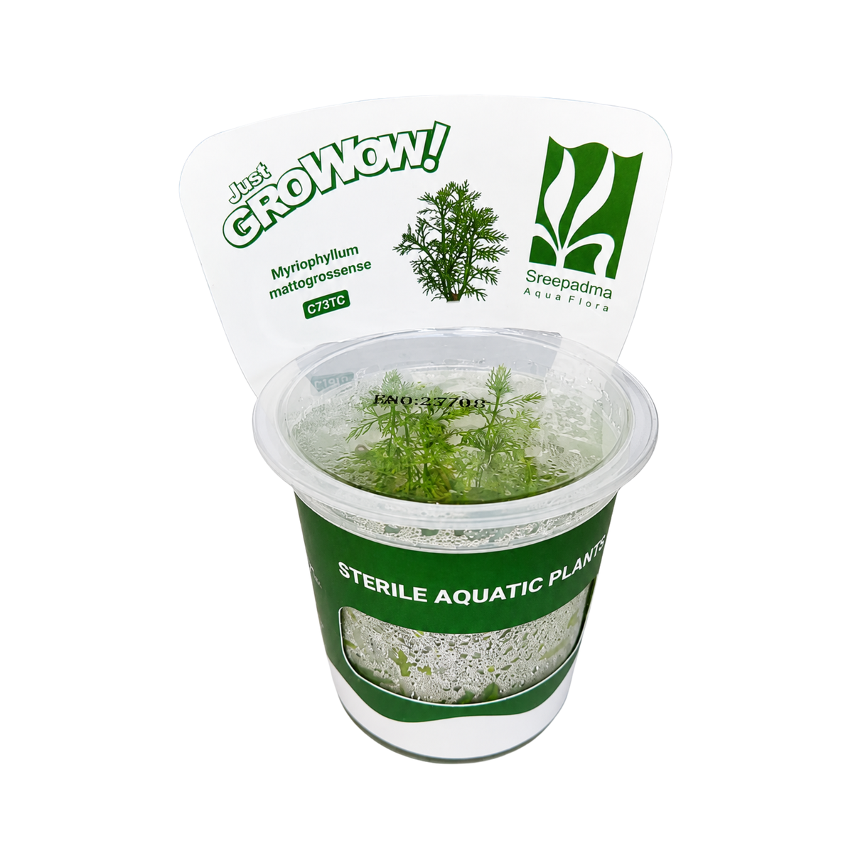 Sreepadma C73 Myriophyllum Mattogrossense | TC Live Plant