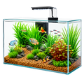 Fish tank with aquatic plants and fish on a white background