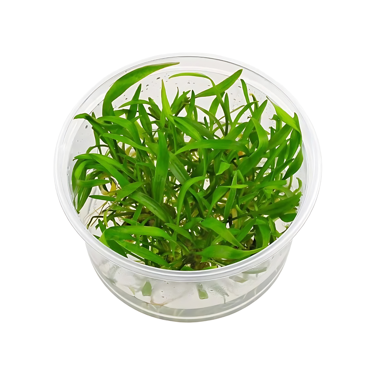 Sreepadma D72 Cryptocoryne Lucens | TC Live Plant