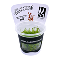 Sreepadma C115 Cuphea Anagalloidea Rotala sp. Araguaia | TC Live Plant
