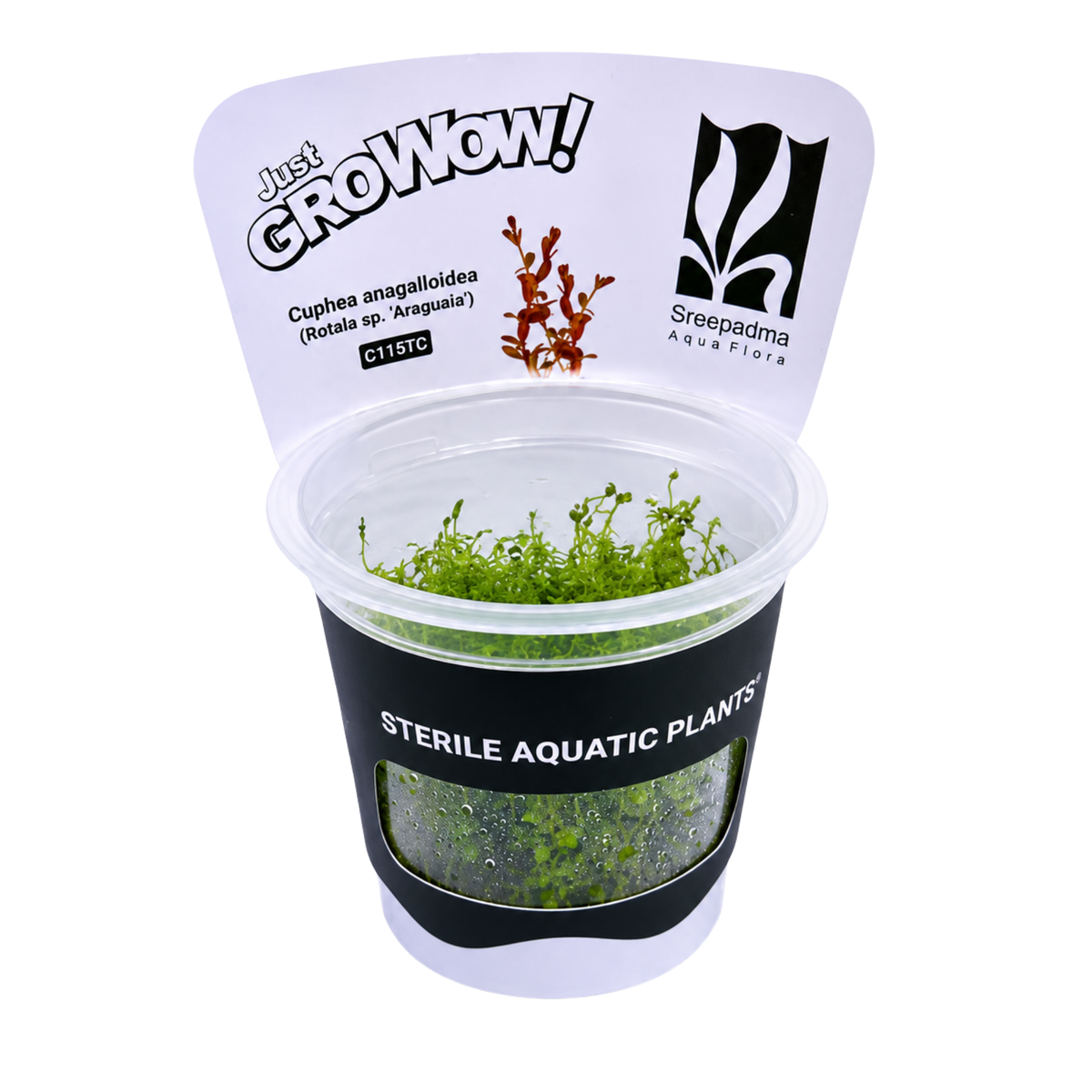 Sreepadma C115 Cuphea Anagalloidea Rotala sp. Araguaia | TC Live Plant