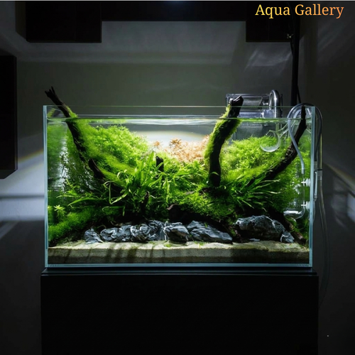 2.6 Feet Ultra Clear Open Tank (L*W*H = 80*40*40 Cms) | 8mm