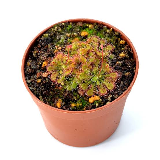 Sreepadma E1 Drosera Spatulata | TC Live Plant